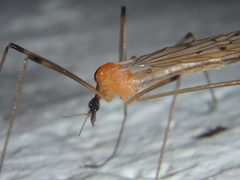 Limonia nigropunctata