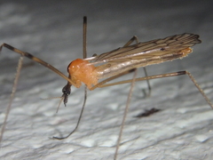 Limonia nigropunctata