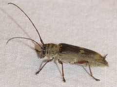 Saperda discoidea