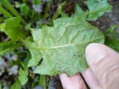 Puccinia hieracii