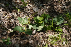 Arum cylindraceum