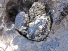 Mytilus californianus image