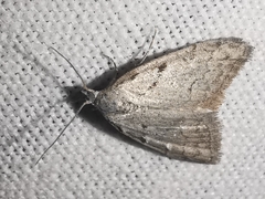 Nola thymula