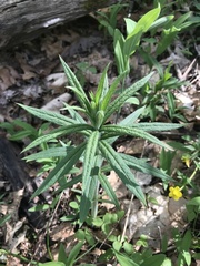 Veronicastrum virginicum