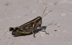 Dichroplus vittatus