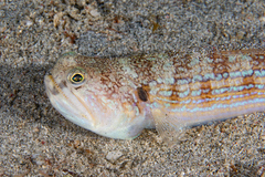 Trachinocephalus