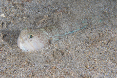 Trachinocephalus
