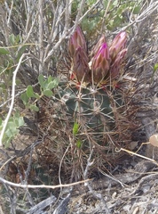 Sclerocactus glaucus