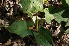 Arum cylindraceum