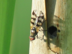 Ceroxys urticae