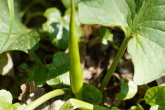 Arum cylindraceum