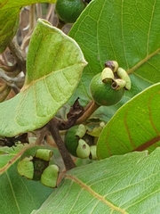 Image of Psidium guineense