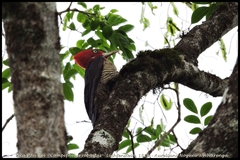 Campephilus robustus