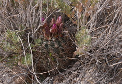 Sclerocactus glaucus