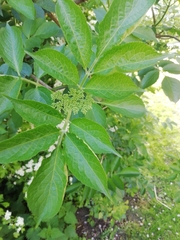 Sambucus nigra