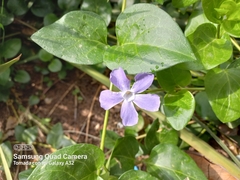 Vinca major