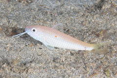 Parupeneus heptacantha