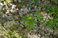 Anemonoides ranunculoides