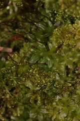 Mnium spinulosum