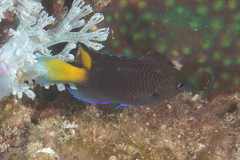 Neopomacentrus violascens
