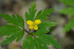 Anemonoides ranunculoides