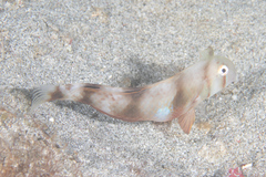 Iniistius aneitensis