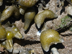 Fucus
