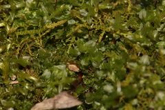 Mnium spinulosum