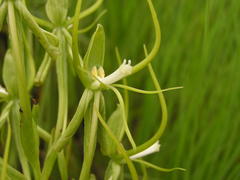 Habenaria clavata