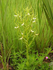 Habenaria clavata