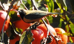 Stilpnia cayana