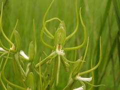 Habenaria clavata
