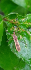 Euagoras plagiatus