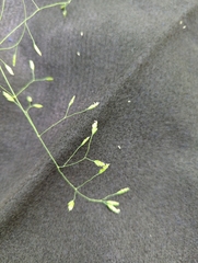 Poa cuspidata