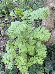 Sorbus