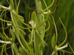 Habenaria clavata