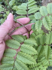 Sorbus