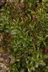 Mnium spinulosum