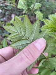 Sorbus
