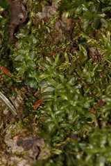 Mnium spinulosum