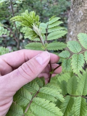 Sorbus
