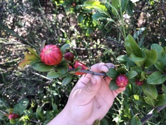 Magnoliopsida