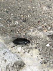 Anisodactylus rusticus