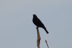 Molothrus rufoaxillaris