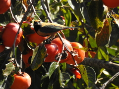 Stilpnia cayana