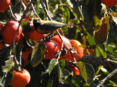 Stilpnia cayana
