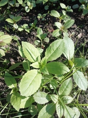 Impatiens glandulifera