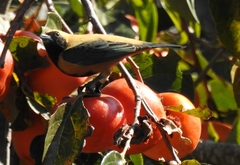Stilpnia cayana