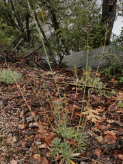 Puccinia monoica