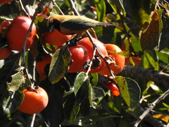 Stilpnia cayana